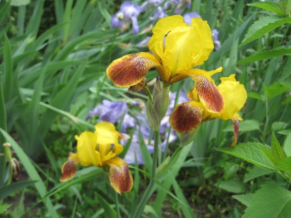 Ирисы Сибирский темный