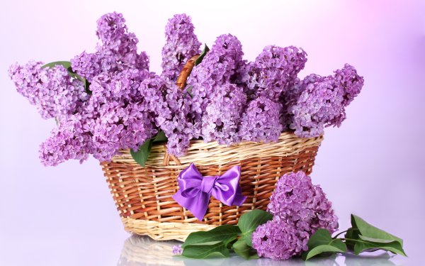 Сирень микс