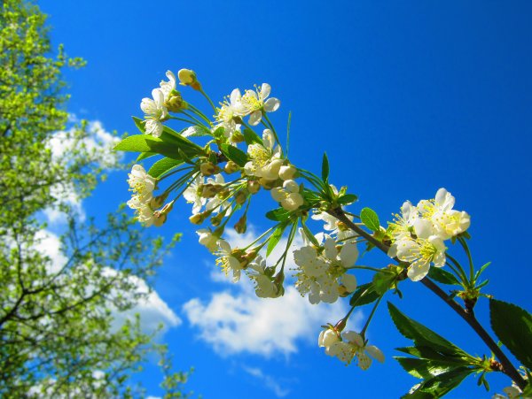 Картинки на рабочий стол Весна