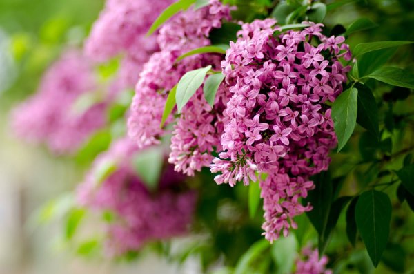 Цветущая сирень