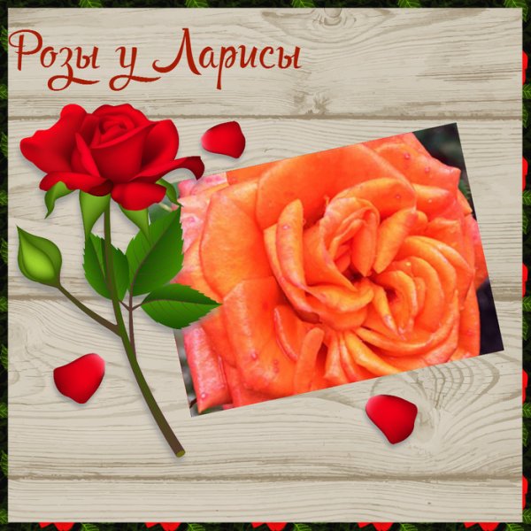 Роза Лариса