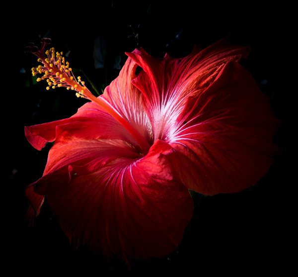 Черный гибискус цветок