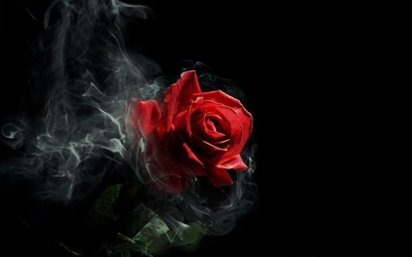 Красные цветы на черном фоне