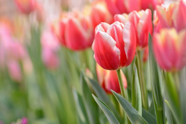 Фловерс Flowers цветы тюльпаны