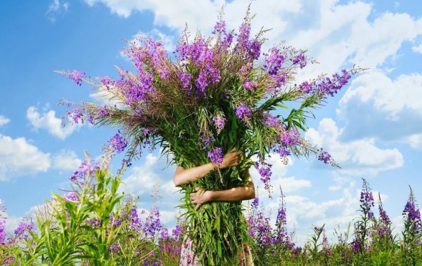 Ромашки в руках