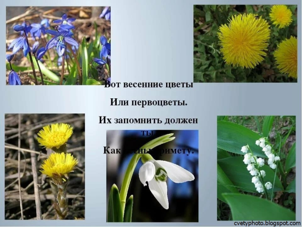 Весенние цветы названия