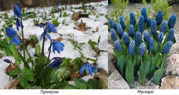 Крокус печеночница Сицила мускари