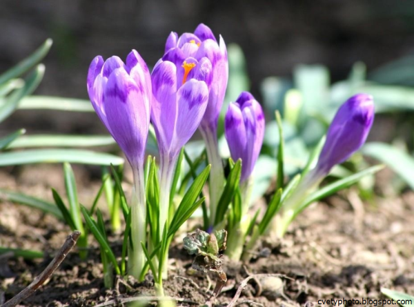 Лесные весенние первоцветы Украины