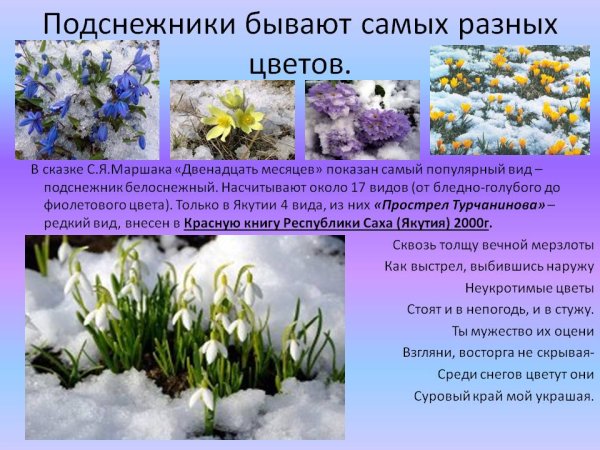 Какого цвета бывают подснежники