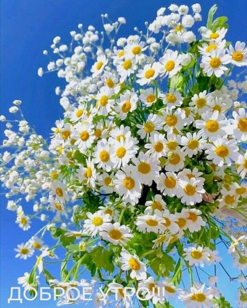 Авка с ромашками