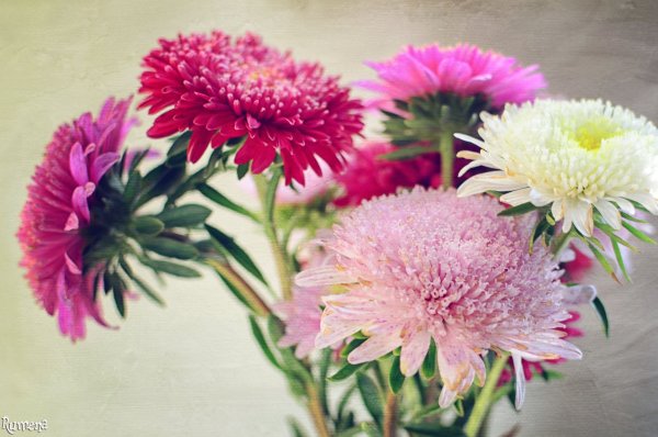 Астра Джувел пурпурит