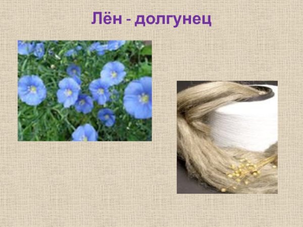 Лен долгунец ткань