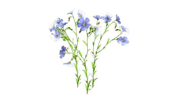 Цветы льна на прозрачном фоне