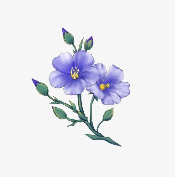 Цветы льна на прозрачном фоне