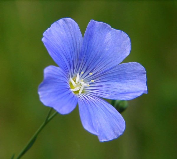 Лен обыкновенный - Linum usitatissimum
