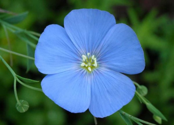 Лен Таврический (Linum tenue)