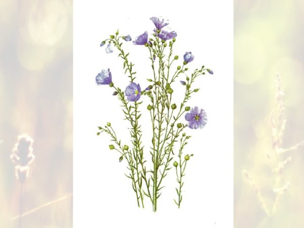 Лён обыкновенный (Linum usitatissimum l.)