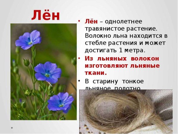Лен это однолетнее травянистое растение