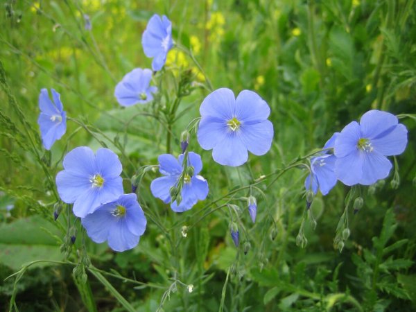 Лен обыкновенный - Linum usitatissimum
