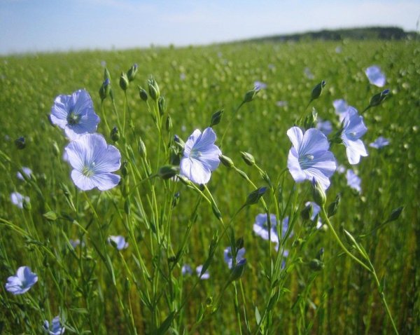 Лён обыкновенный (Linum usitatissimum l.)