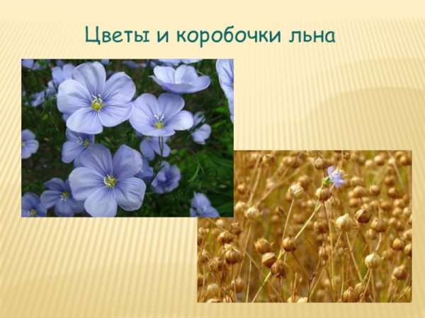 Лен культурное растение