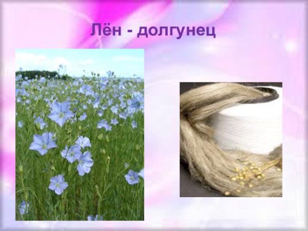 Лен Кудряш и лен долгунец