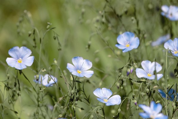 Лён обыкновенный (Linum usitatissimum l.)