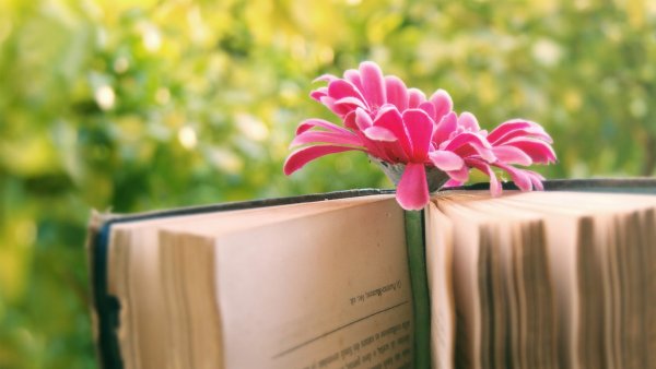 Библиотека с цветами и книгами
