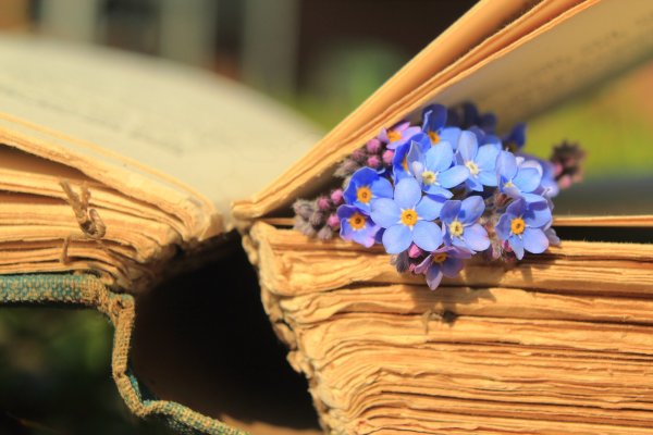 Сирень с книжкой