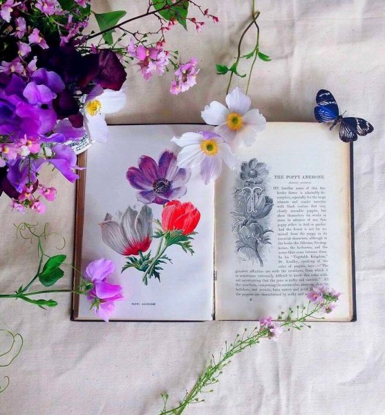 Книга цветы