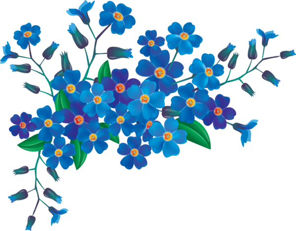 Василек цветы
