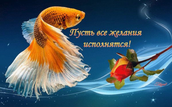 Золотая рыбка исполнение желаний