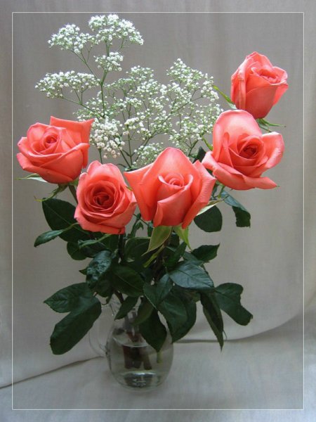 Живые розы в вазе