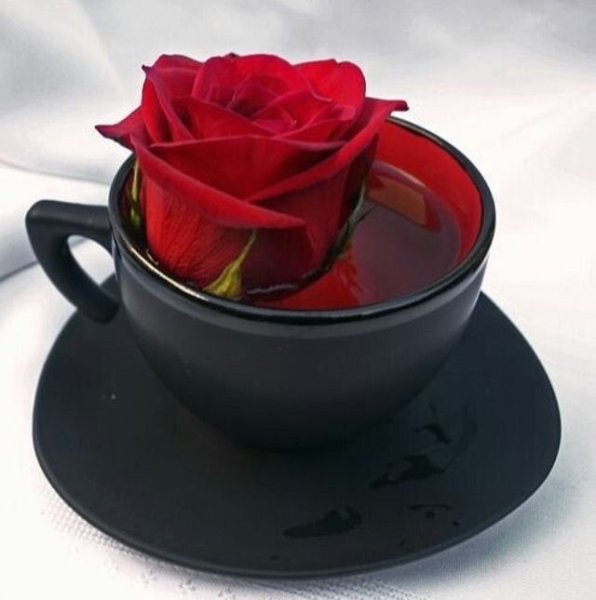 Красивые розы в чашке