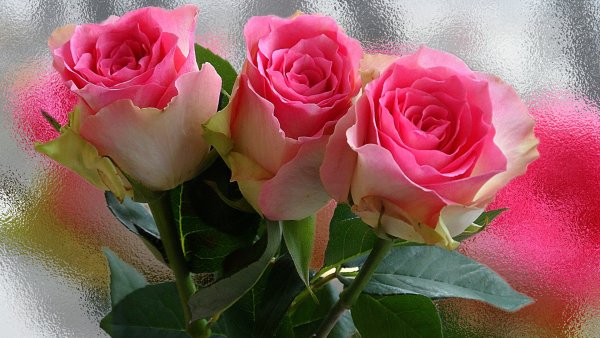 Доброе утро хорошего дня белые розы