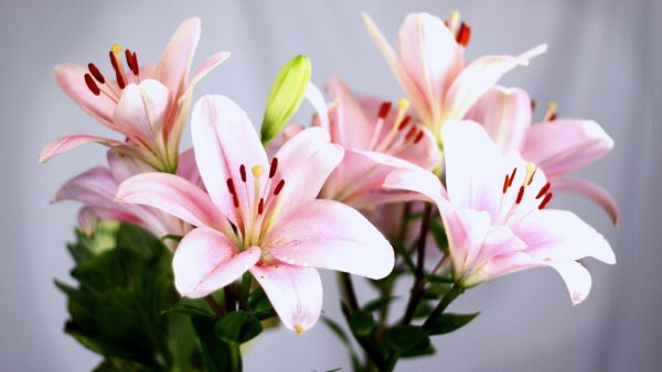 Lily (Лилия)