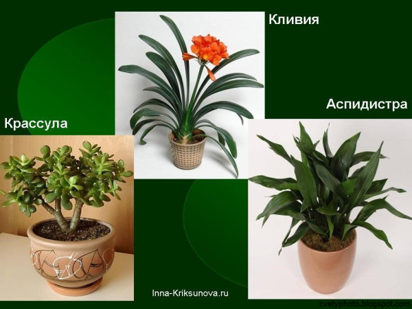 Комнатные растения синазваниями