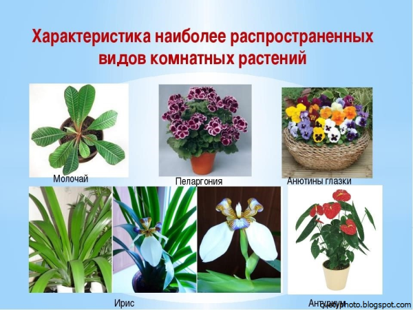 Название комнатных цветов