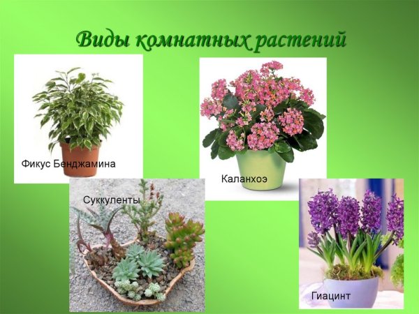 Виды комнатных растений