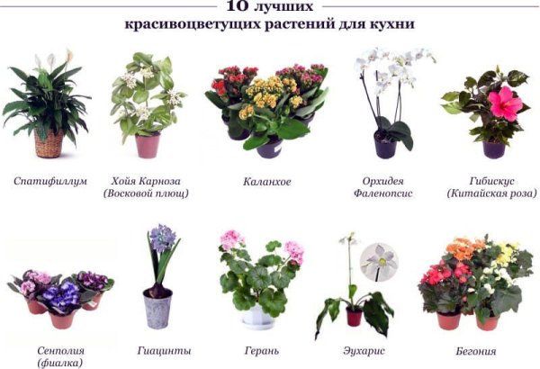 Кротон монстера хлорофитум Диффенбахия