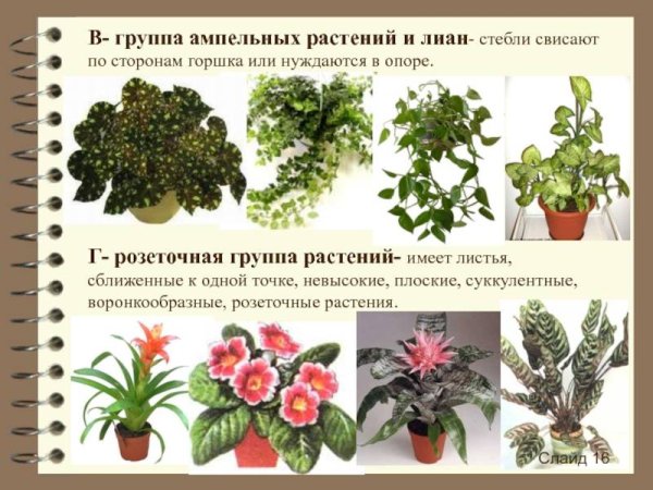 Нецветущие ядовитые комнатные растения