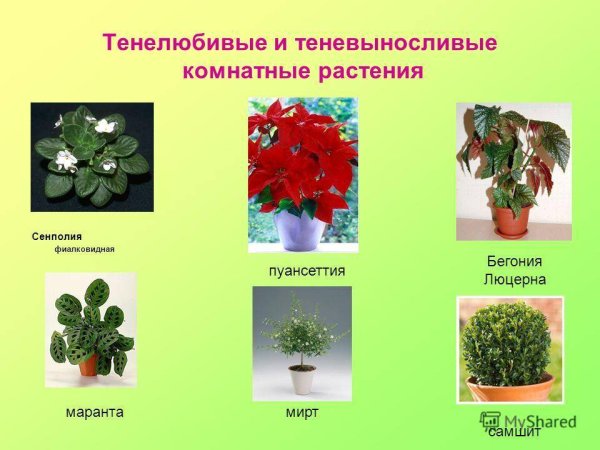 Комнатные растения названия