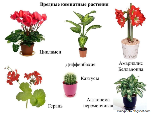 Тенелюбивые влаголюбивые комнатные растения