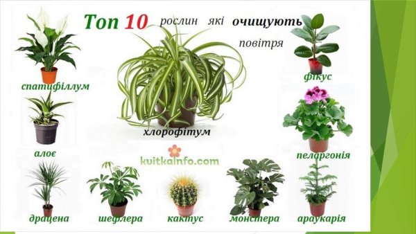 Название домашних цветов