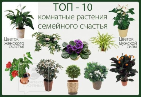 Опасные комнатные растения