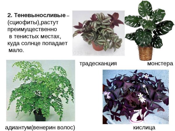 Комнатные цветы с названиями