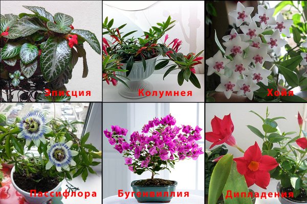 Комнатные растения для детей