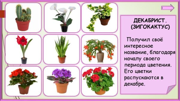 Диффенбахия Ароидные
