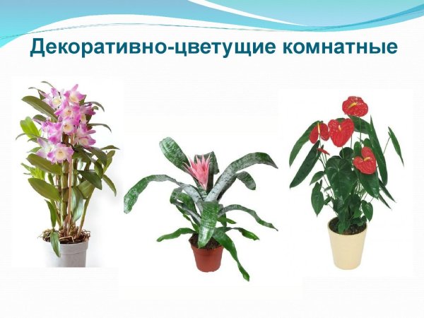 Комнатные растения названия