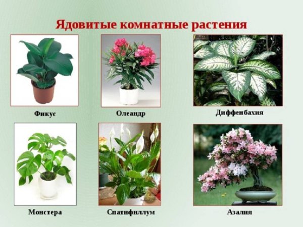 Декоративно цветущие комнатные растения